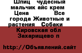 Шпиц - чудесный мальчик айс-крем › Цена ­ 20 000 - Все города Животные и растения » Собаки   . Кировская обл.,Захарищево п.